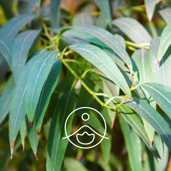 xeucalyptus-radiata-organic.jpg.pagespeed.ic.LqQo0tdw2-