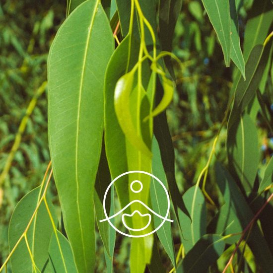 xeucalyptus-smithii-organic.jpg.pagespeed.ic.6hRjV40B1-
