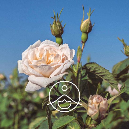 xface-cream-rose.jpg.pagespeed.ic.0NLJLxnaJr