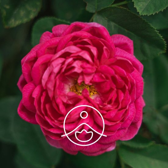 xface-cream-rose.jpg.pagespeed.ic.g2uRYAsQ0Q