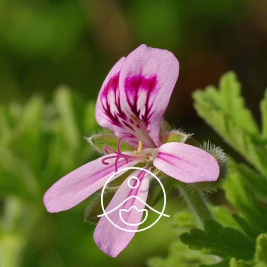 xgeranium-bourbon-organic.jpg.pagespeed.ic.W4Yc0_Y64B