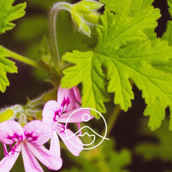xgeranium-rosat-organic.jpg.pagespeed.ic.PWweEgh6C_