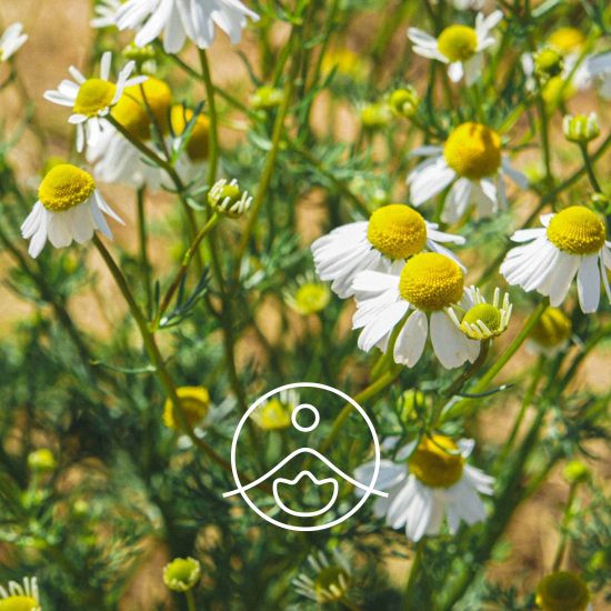 xgerman-chamomile-organic.jpg.pagespeed.ic.YDmCRJT87h