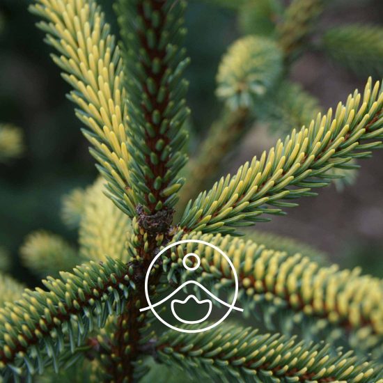 xgiant-fir-organic.jpg.pagespeed.ic.ixqbz4f4fe