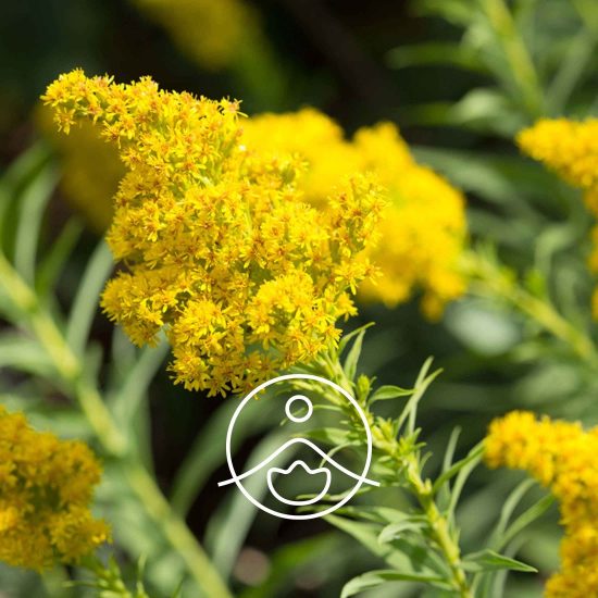 xgolden-rod-organic.jpg.pagespeed.ic.dwf4Rglk2Y
