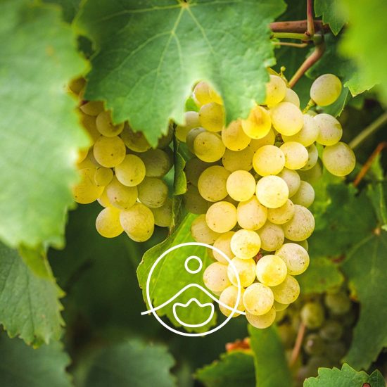 xgrape-seed-oil-organic.jpg.pagespeed.ic.B8fx_yuqvh
