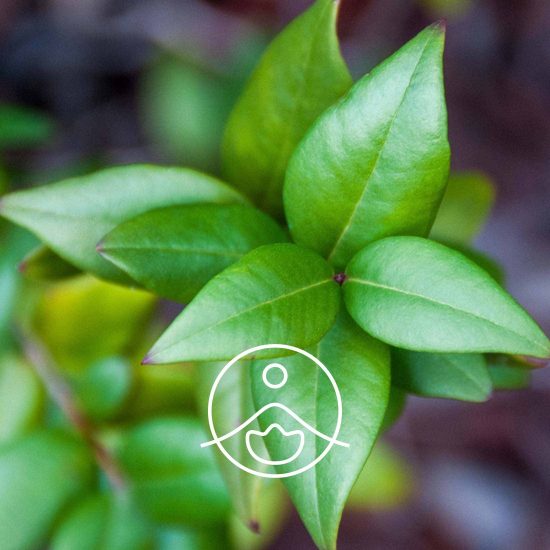 xgreen-myrtle-organic.jpg.pagespeed.ic.SzIGDfolqf