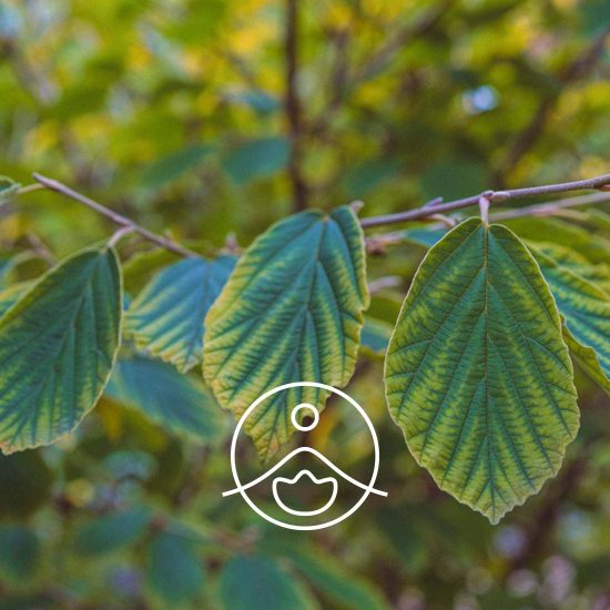 xhamamelis-organic.jpg.pagespeed.ic.AFa2tLEBN8
