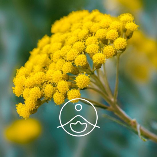 xhelichrysum-italian-organic.jpg.pagespeed.ic.Qjh63LiwsI