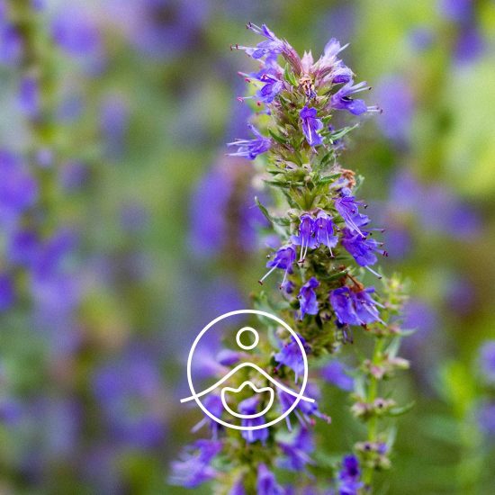 xhysope-18-cineol-organic.jpg.pagespeed.ic.z4ZqPnEqZS
