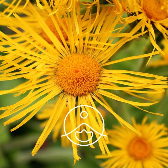xinula-organic.jpg.pagespeed.ic.sRQwvwBbsM
