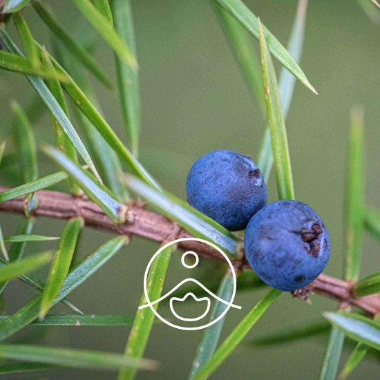 xjuniper-berry-organic.jpg.pagespeed.ic.DQw18xY0Ap
