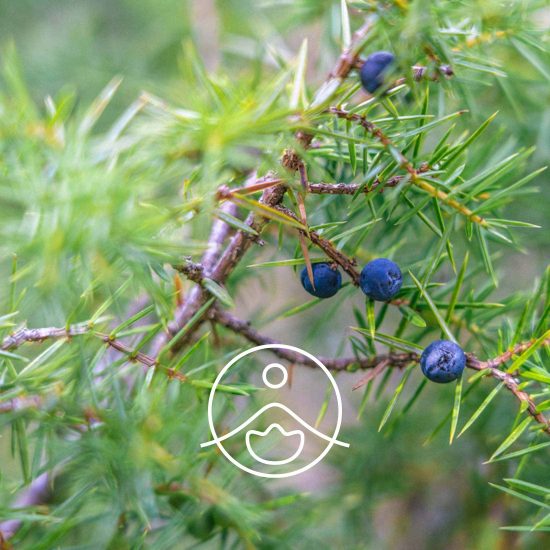 xjuniper-branch-organic.jpg.pagespeed.ic.6K0tUrbTZK