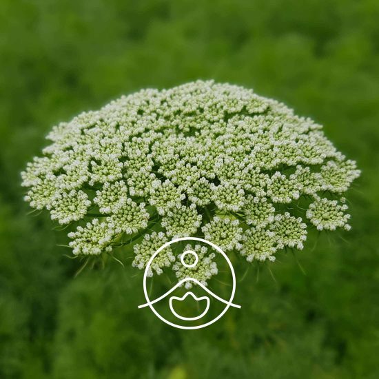 xkhella-organic.jpg.pagespeed.ic.Kmo20f6_bd