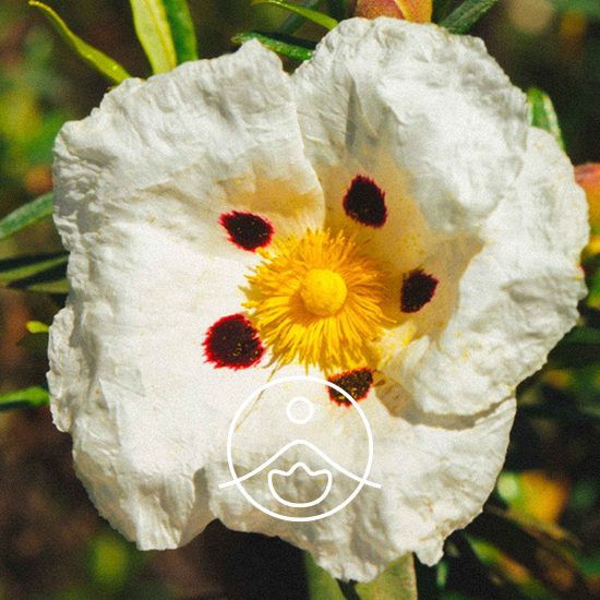 xlabdanum-organic.jpg.pagespeed.ic.5qiYVueynd