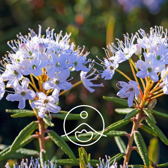 xlabrador-tea-organic.jpg.pagespeed.ic.7p_uFav4CS