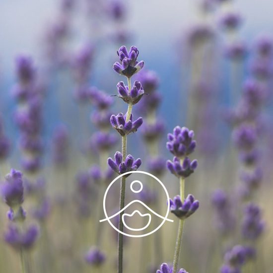 xlavender-spike-organic.jpg.pagespeed.ic.TZsqp1N6-K