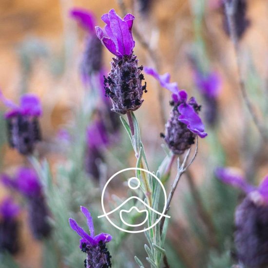 xlavender-stoechade-organic.jpg.pagespeed.ic.yfIaoBTGLl