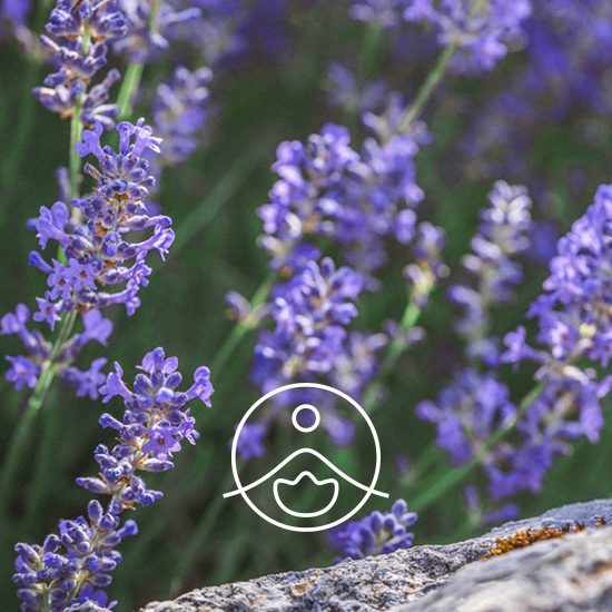 xlavender-vera-organic.jpg.pagespeed.ic.InGK1yK13f