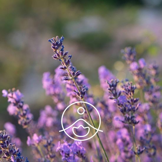 xlavender-vera-organic.jpg.pagespeed.ic.u3ag0EDyrk