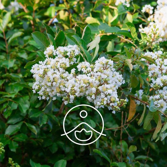 xlemon-myrtle-backhousia-organic.jpg.pagespeed.ic.uPVPUYvVqz