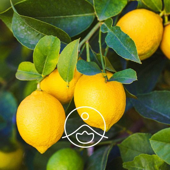 xlemon-organic.jpg.pagespeed.ic.rOEHtpi1W8