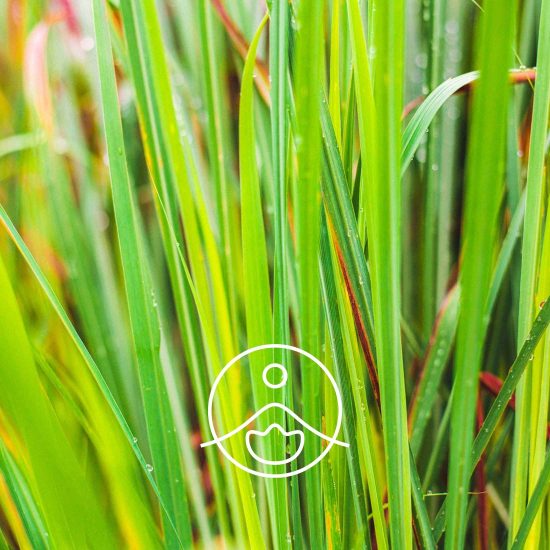 xlemongrass-organic.jpg.pagespeed.ic.Eua7zIjbSE