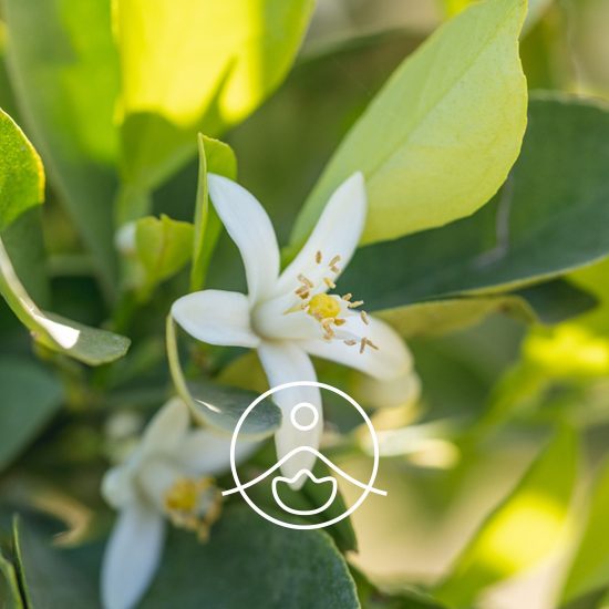 xneroli-organic.jpg.pagespeed.ic.aN9VDY03HU