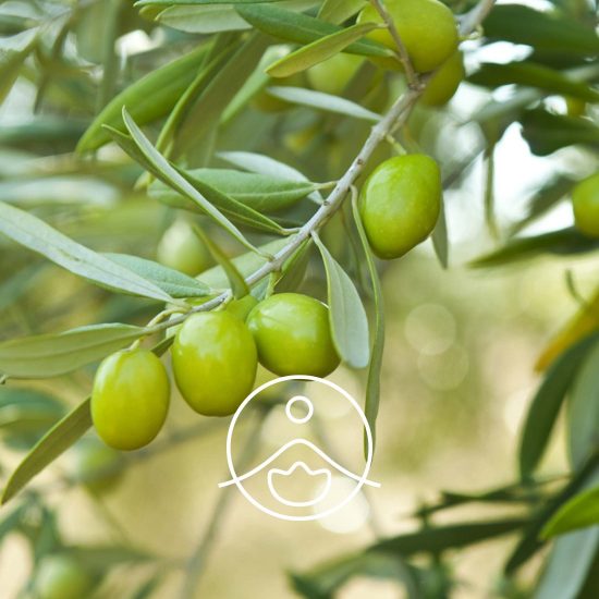 xolive-organic.jpg.pagespeed.ic.ZyHKKQ7f-A