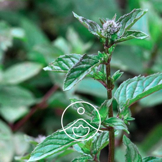 xpeppermint-organic.jpg.pagespeed.ic.KVZRe1kdI5