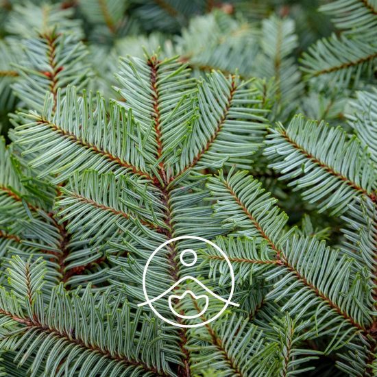 xpine-needle-organic.jpg.pagespeed.ic.bkhGZKoKnT