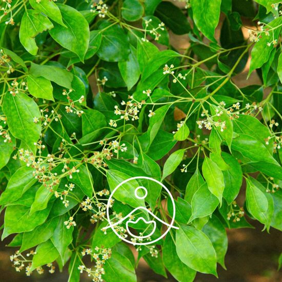 xravintsara-organic.jpg.pagespeed.ic.JViJ5zRDDq