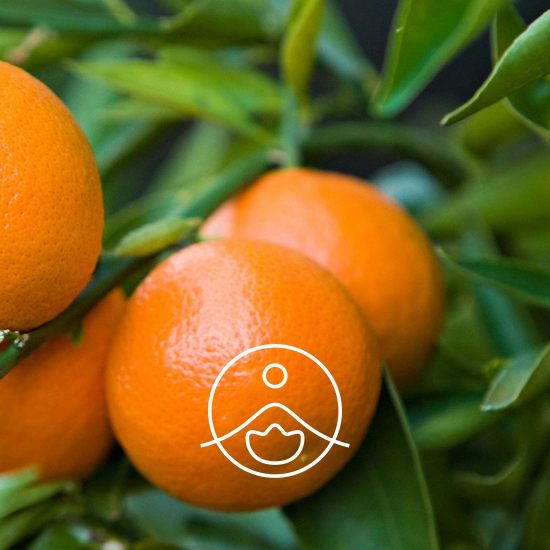xred-mandarin-organic.jpg.pagespeed.ic.2CGEJxII8L