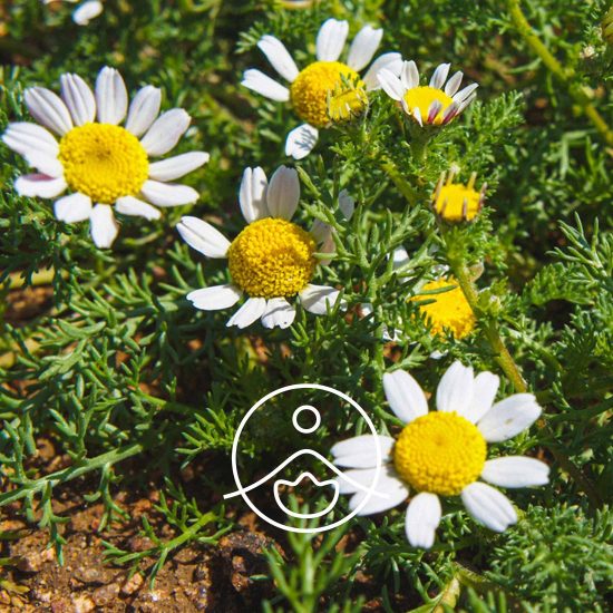 xroman-chamomile-organic.jpg.pagespeed.ic.CCqFmumfVc
