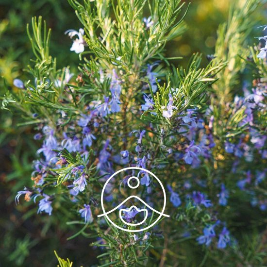 xrosemary-camphor-organic.jpg.pagespeed.ic.OjsNrBhRoD