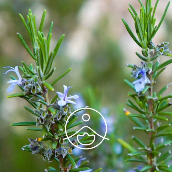 xrosemary-cineol-organic.jpg.pagespeed.ic.upDZnUODTE