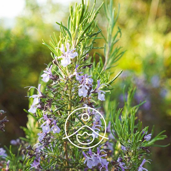 xrosemary-verbenone-organic.jpg.pagespeed.ic.LgMprp1LrQ