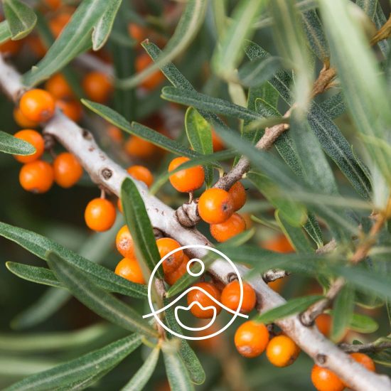 xsea-buckthorn-organic.jpg.pagespeed.ic.V2IGQPmQd3