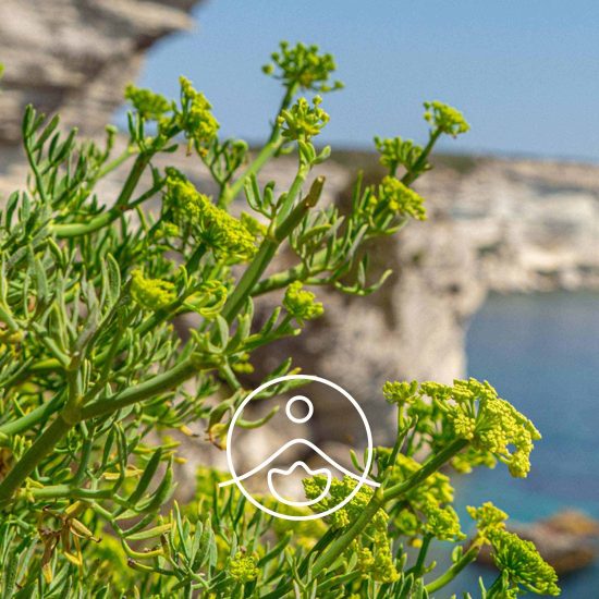 xsea-fennel-organic.jpg.pagespeed.ic.dyybPxMxYr