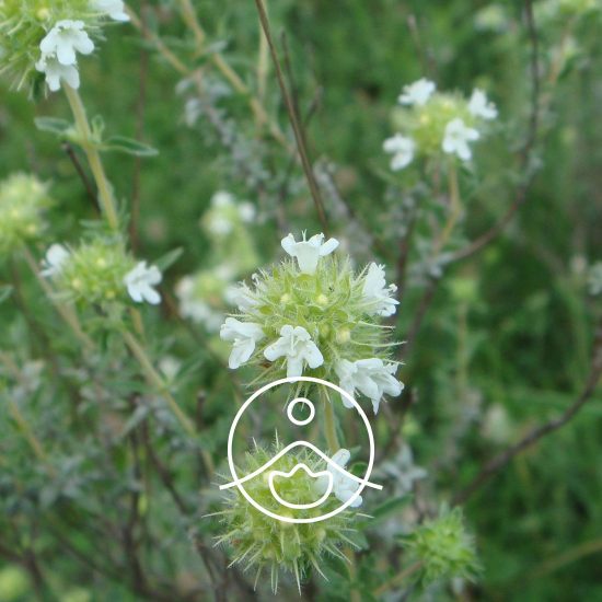 xspanish-marjoram-organic.jpg.pagespeed.ic.uFw7FbRXUy