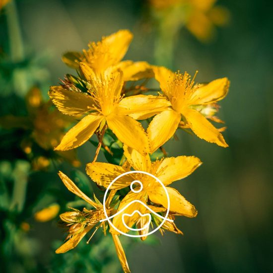 xst-john-s-wort-organic.jpg.pagespeed.ic.gpTvZYpKC6
