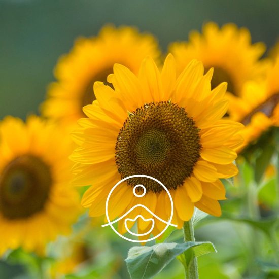 xsunflower-organic.jpg.pagespeed.ic.kmxwNK-SEJ