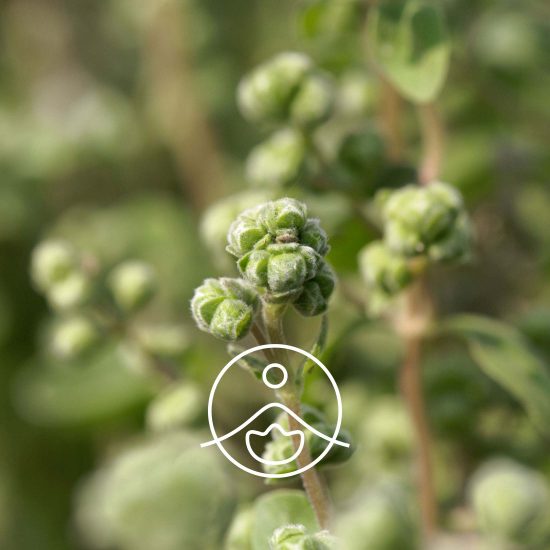 xsweet-marjoram-organic.jpg.pagespeed.ic.xOzVqKnBK-