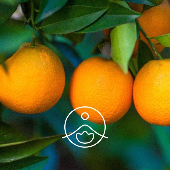 xsweet-orange-organic.jpg.pagespeed.ic.c494awTE46