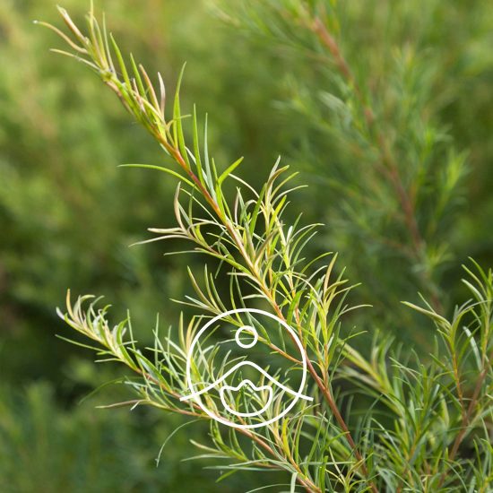 xtea-tree-organic.jpg.pagespeed.ic.q_FtouZApq