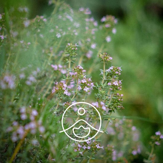 xthyme-linalool-organic.jpg.pagespeed.ic.hbB9aRvsNS