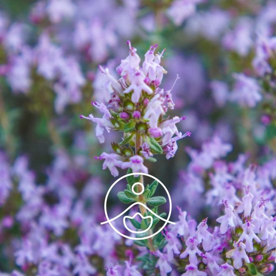 xthyme-thymol-organic.jpg.pagespeed.ic.uqlqp5JWfK