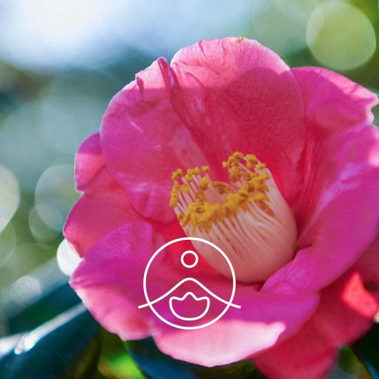 xtsubaki-camelia-bio.jpg.pagespeed.ic.89CDSkl8aQ