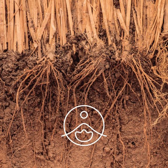 xvetiver-organic.jpg.pagespeed.ic.jKFk-aNQ0n