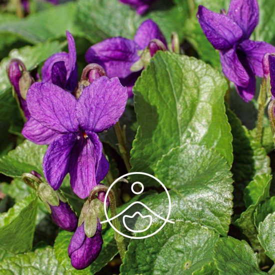 xviolet.jpg.pagespeed.ic.HsZV5i31hN